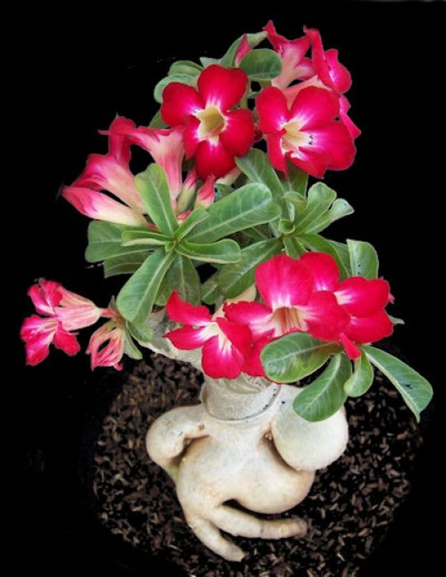 Cuidado com adenium