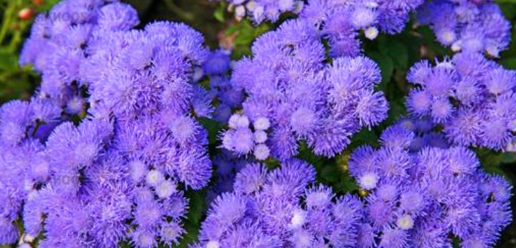 Ageratum: plantação e cuidados. Variedades populares