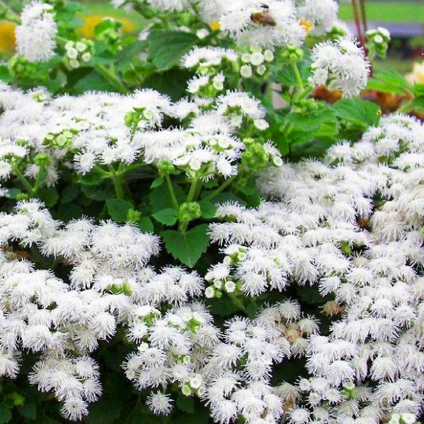 Ageratum: plantação e cuidados. Variedades populares