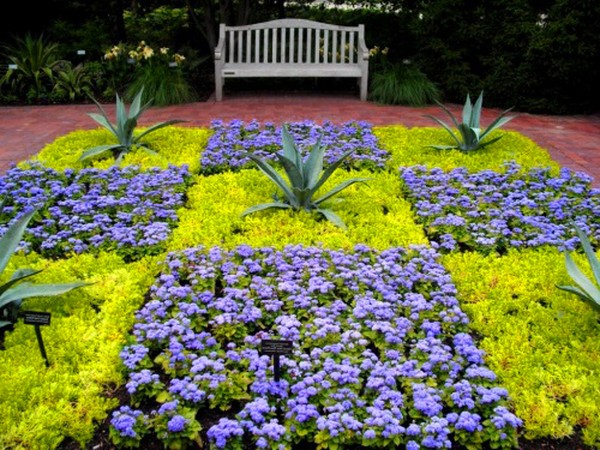 Ageratum: plantação e cuidados. Variedades populares