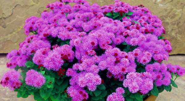 Ageratum: plantação e cuidados. Variedades populares