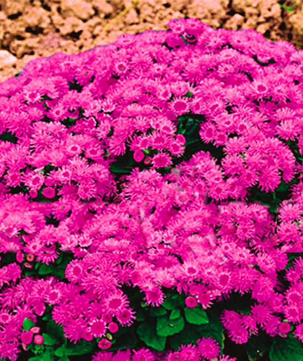 Ageratum: plantação e cuidados. Variedades populares