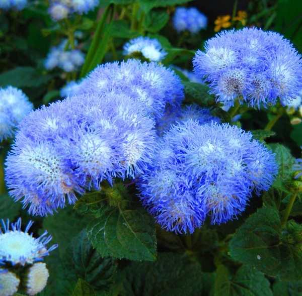 Ageratum: plantação e cuidados. Variedades populares