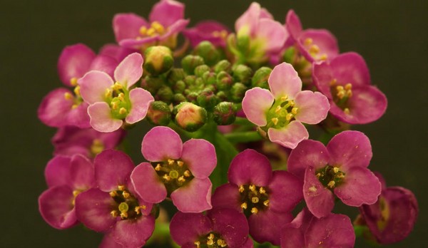 Alyssum: plantação e cuidados, fotos das melhores variedades