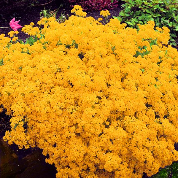 Alyssum: plantação e cuidados, fotos das melhores variedades
