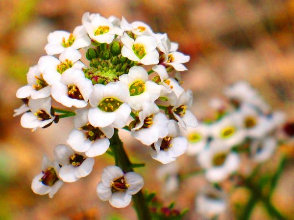 Alyssum: plantação e cuidados, fotos das melhores variedades