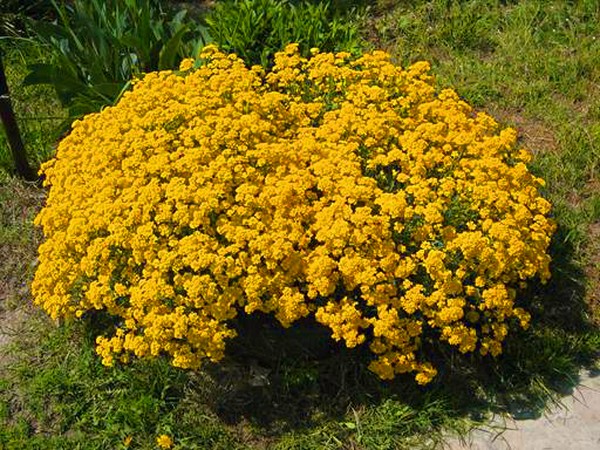 Alyssum: plantação e cuidados, fotos das melhores variedades