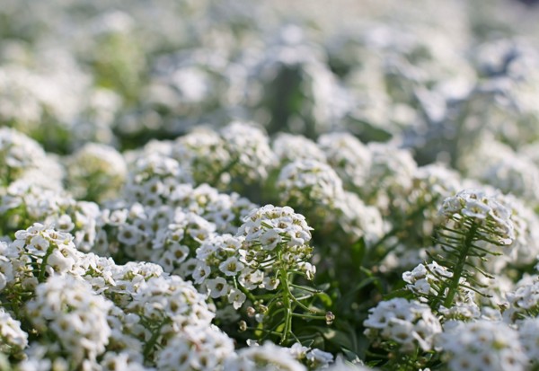 Alyssum: plantação e cuidados, fotos das melhores variedades