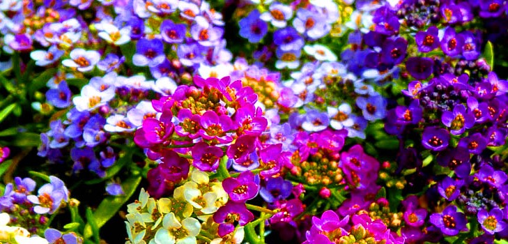 Alyssum: plantação e cuidados, fotos das melhores variedades