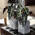 Alocasia e cuide dela