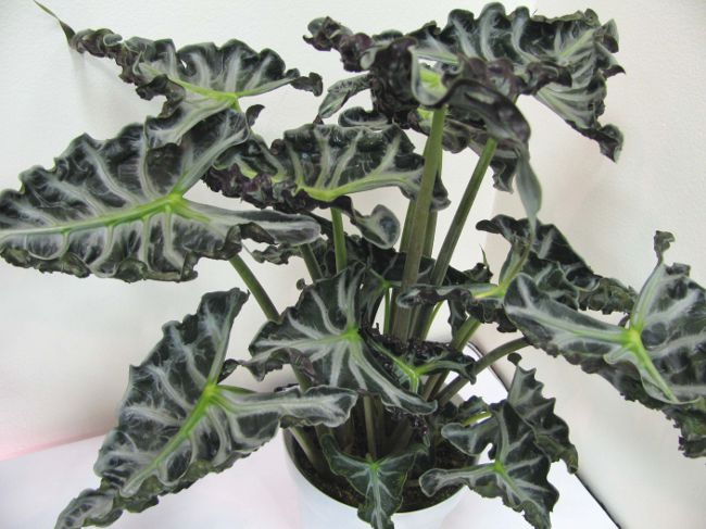 Alocasia e cuide dela