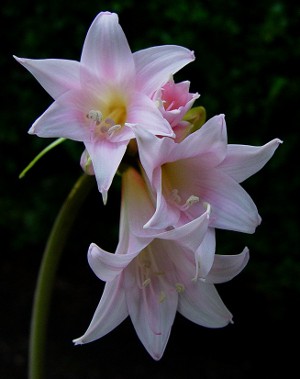 Amaryllis e hippeastrum: irmãos gêmeos