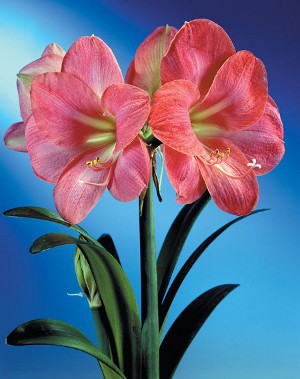 Amaryllis e hippeastrum: irmãos gêmeos