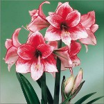 Amaryllis e hippeastrum: irmãos gêmeos Amaryllis e hippeastrum: irmãos gêmeos