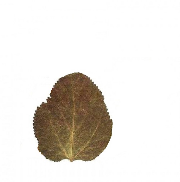 Applique de folhas de outono para o jardim de infância e 1-2 aulas de escola, aulas de mestrado com foto e vídeo