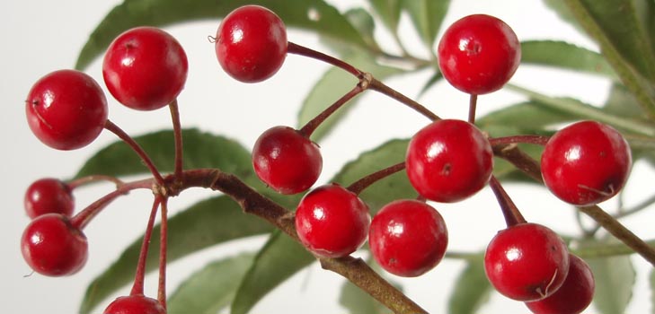 Ardisia: cuidado e foto