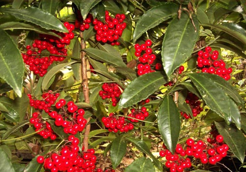 Ardisia: cuidado e foto