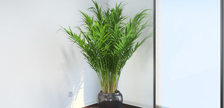 Areca, palma