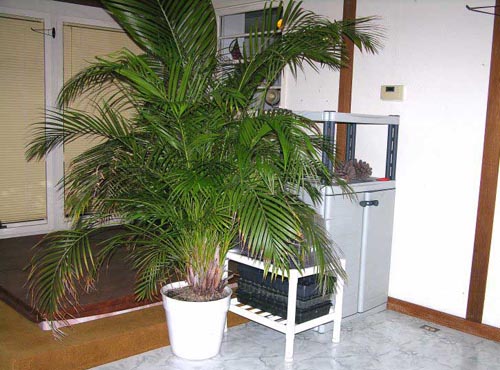 Areca. Cuidados domiciliários
