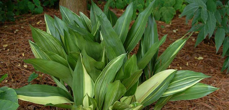 Aspidistra: cuidado em casa, floração, foto