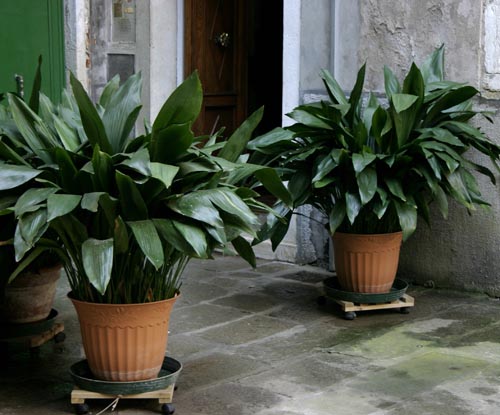 Aspidistra: espécies e variedades