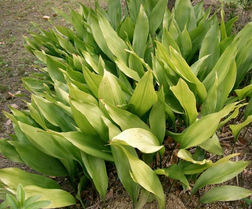 Aspidistra: cuidado em casa, floração, foto