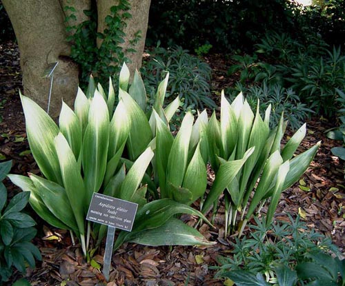 Aspidistra: cuidados domiciliários