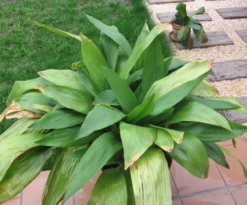 Aspidistra: foto e cuidado em casa