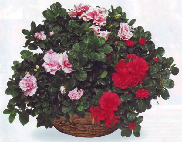 Composição de vermelho e rosa com azaléas brancas