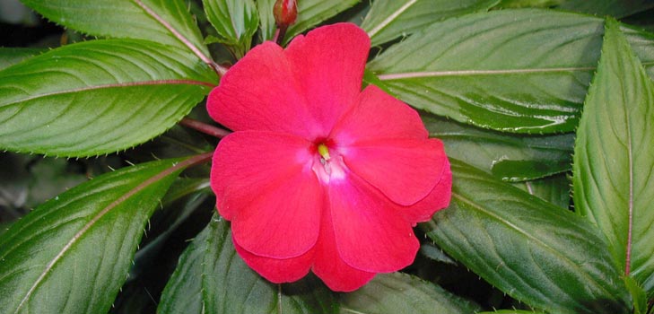 Jardim Bálsamo: cultivo