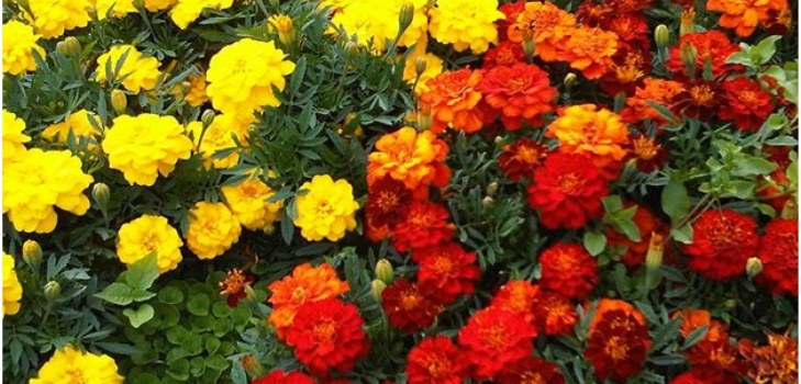 flores marigolds