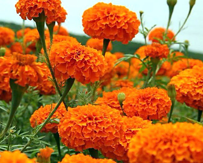 flores de laranja
