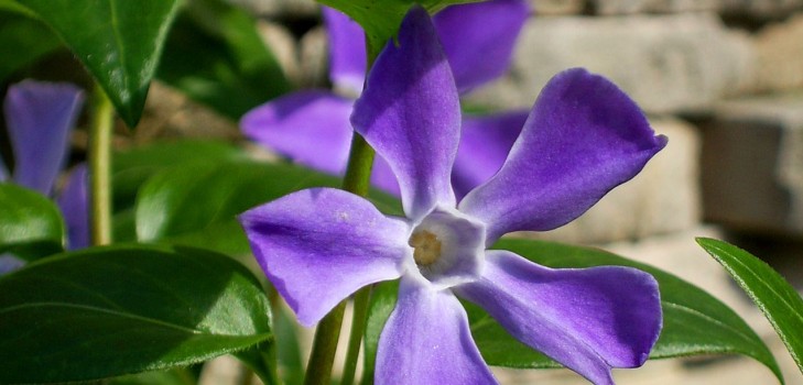 Pervinca. Cultivo e cuidado para 