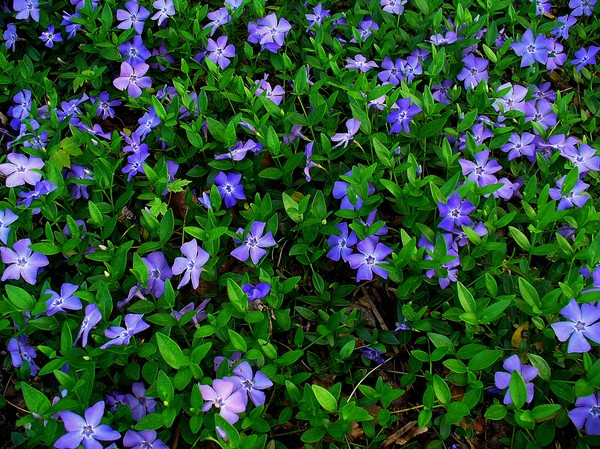 Pervinca. Cultivo e cuidado para 