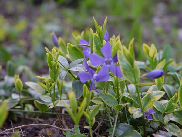 Pervinca. Cultivo e cuidado para 
