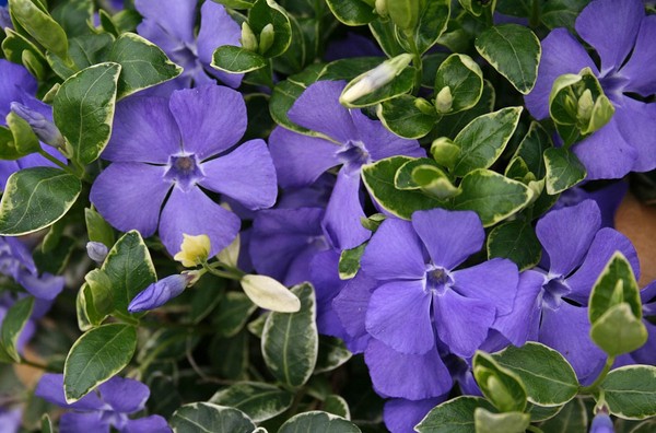 Pervinca. Cultivo e cuidado para 