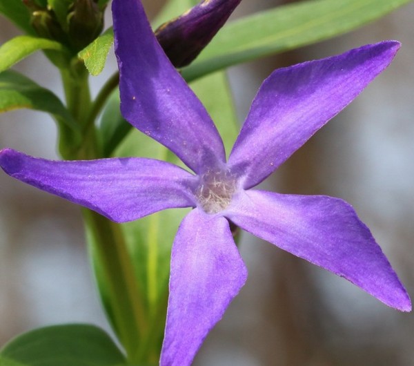 Pervinca. Cultivo e cuidado para 