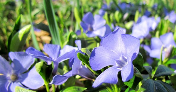 Pervinca. Cultivo e cuidado para 