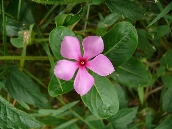 Pervinca. Cultivo e cuidado para 