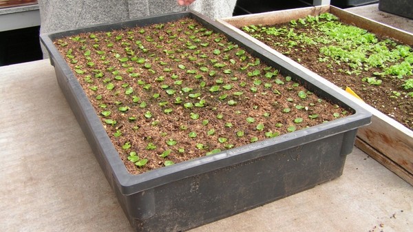 Pervinca. Cultivo e cuidado para 