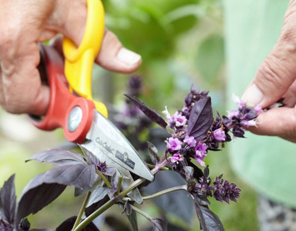 Manjericão: cultivo de grama picante no peitoril da janela e no chão aberto