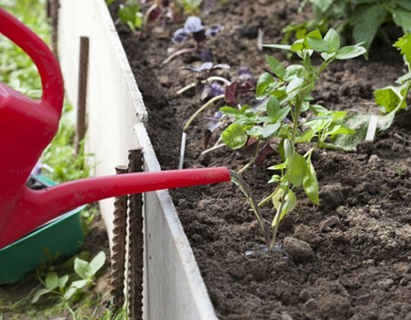 Manjericão: cultivo de grama picante no peitoril da janela e no chão aberto