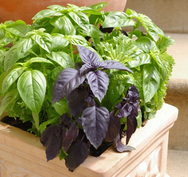 Manjericão: cultivo de grama picante no peitoril da janela e no chão aberto