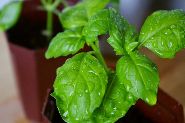 Manjericão: cultivo de grama picante no peitoril da janela e no chão aberto