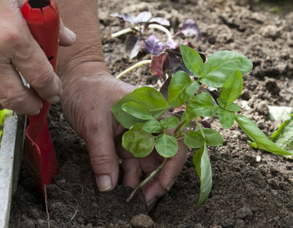 Manjericão: cultivo de grama picante no peitoril da janela e no chão aberto