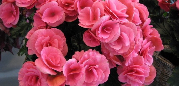 flores de begônia