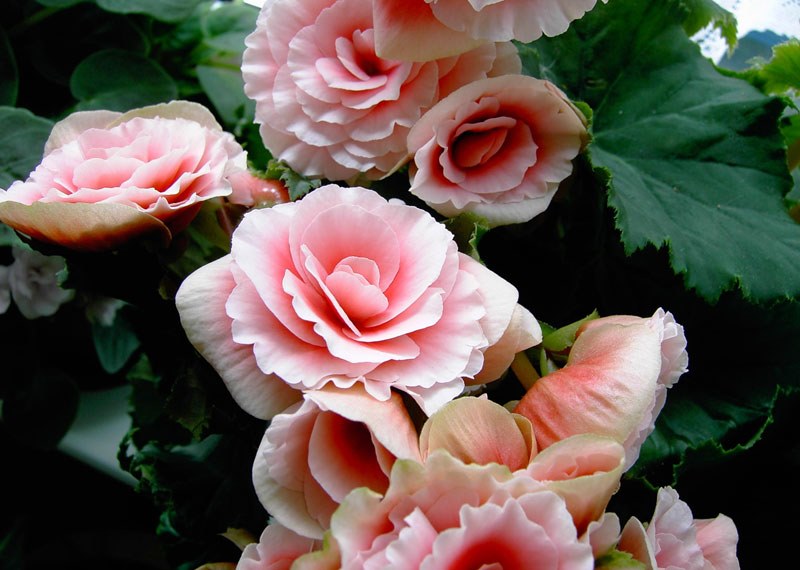 begônia rosa