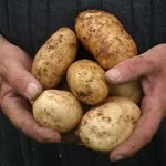 Doenças de batatas Doenças de batatas