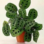 Doenças de plantas de interior: doenças de fungos. Parte 1 Doenças de plantas de interior: doenças de fungos. Parte 1