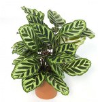 Doenças de plantas de interior: doenças de fungos. Parte 2 Doenças de plantas de interior: doenças de fungos. Parte 2